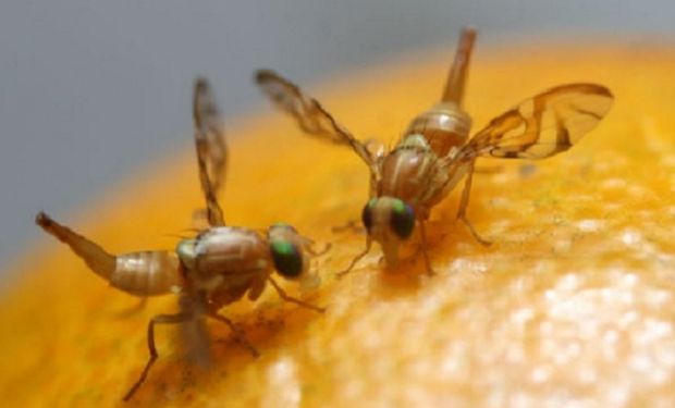 Mosca de los frutos: cómo combatir al insecto que amenaza la producción frutihortícola 