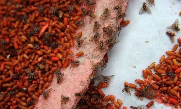 Argentina exportará a Chile más de 16 millones de insectos estériles para el control de plagas
