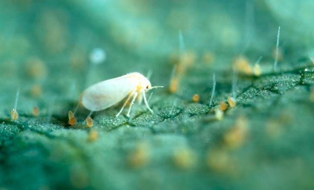 Existen dos tipos de moscas blancas que afectan el cultivo de tomate: Bemisia tabaci y Trialeurodes vaporariorum.