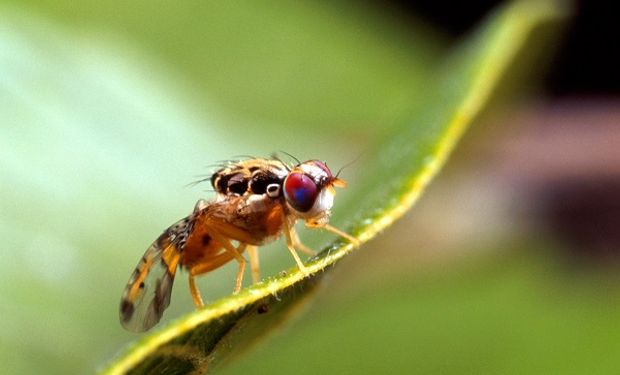 Mosca del mediterráneo.