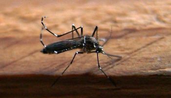 Dengue: alertan sobre los primeros casos autóctonos de la temporada y brindan una visión diferente para el control