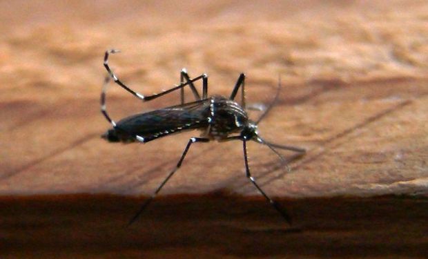 Dengue: alertan sobre los primeros casos autóctonos de la temporada y brindan una visión diferente para el control