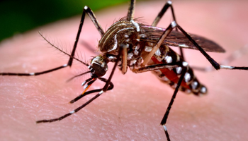 Recomendaciones para controlar Dengue, Zika y Chikungunya en zonas rurales