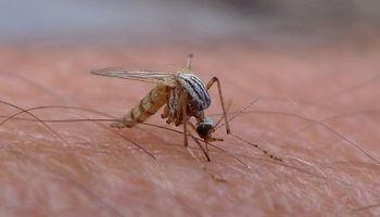 Invasión de mosquitos: el por qué de la aparición repentina y las recomendaciones