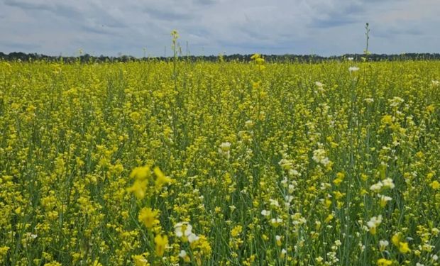 Carinata é uma oleaginosa da família das mostardas utilizada para produção do SAF, o combustível sustentável usado na aviação. (Foto/Governo MS)