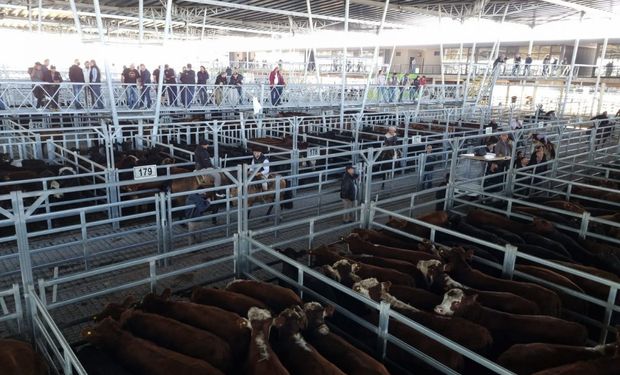 El Mercado de Cañuelas cerró la semana con una buena demanda y animales de calidad