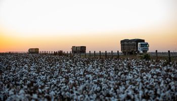 Brasil alcança volume recorde de exportação de algodão