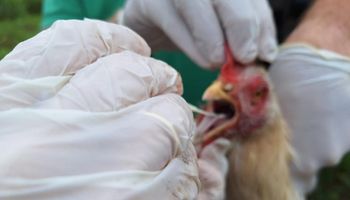 Gripe aviária: Mapa confirma novo foco em Mato Grosso; dois casos são descartados no RS