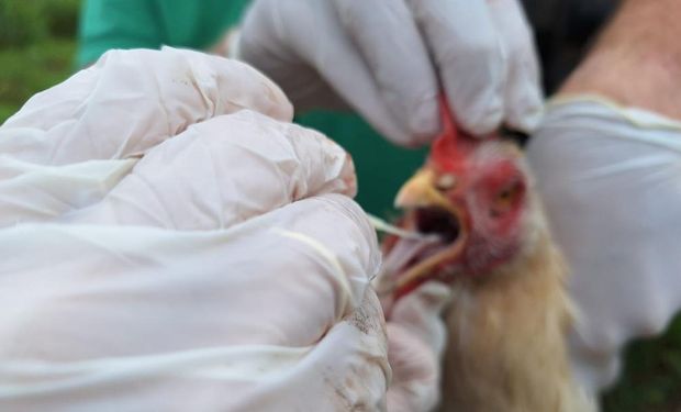 No domingo (8), tiveram início as ações de contenção, que incluem barreiras sanitárias, inspeções em propriedades e desinfecção de veículos. (Foto-Indea)