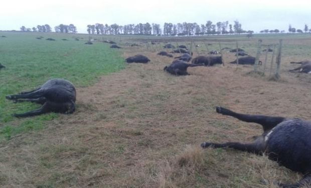 Casos puntuales de mortandad de ganado por exceso de nitratos y nitritos en las pasturas o por raciones con exceso de urea.