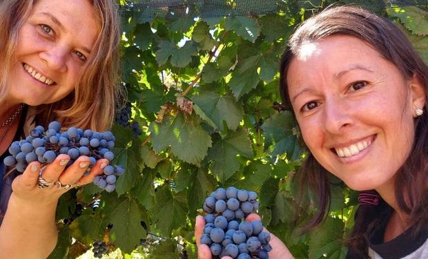 ¿Cuántas productoras hay en el campo argentino?