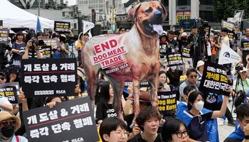 Prohíben el consumo de carne de perro en humanos en Corea del Sur