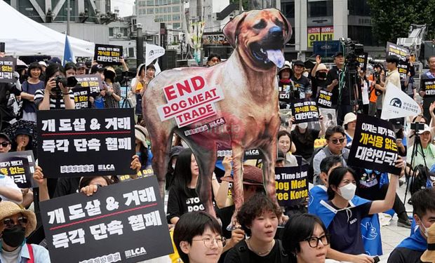 Prohíben el consumo de carne de perro en humanos en Corea del Sur