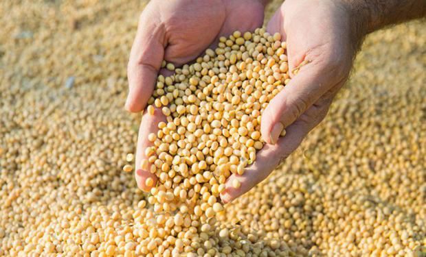 El INASE busca generar un mercado más “justo” y aumentar el uso de semillas fiscalizadas