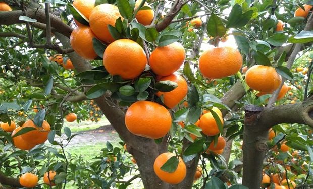 Obtienen 16% más de rinde en lote de mandarinas apostando a biosoluciones