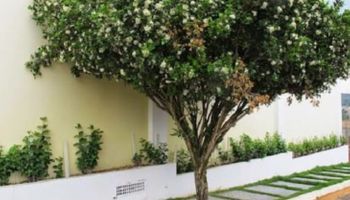 Capital do MS bane murta para conter greening e atrair mais investimentos