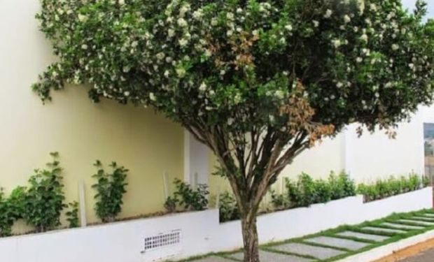 Capital do MS bane murta para conter greening e atrair mais investimentos