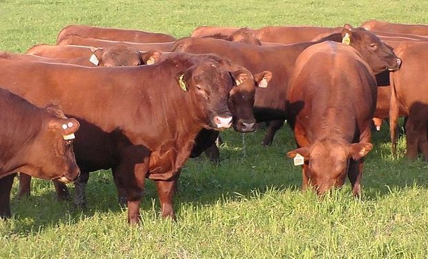 La cita es el 28 de noviembre y se abordarán temáticas sobre los beneficios productivos y económicos de la genética en la ganadería de carne