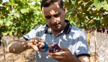 Mutações raras e espécie sem semente: produtor de SP vai colher safra histórica de uva