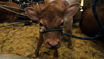 Estaba "mal acomodada": Texas, la ternera Limousin que nació en la Expo Rural