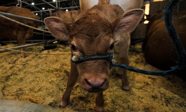 Estaba "mal acomodada": Texas, la ternera Limousin que nació en la Expo Rural