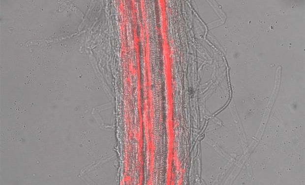 “Nano” ou “nanotecnologia” é a manipulação de materiais em uma escala 1 milhão de vezes menores que um metro. (Foto: Unesp)