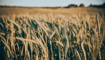 Trigo y maíz: el descubrimiento que da un 10 % más de rendimiento y permite ahorrar un 35 % de fertilizantes