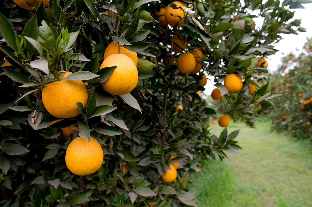 noticiaspuertosantacruz.com.ar - Imagen extraida de: https://news.agrofy.com.ar/noticia/211310/argentina-exportara-citricos-dulces-limon-y-carne-bovina-ecuador