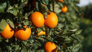 Naranja, limón y mandarina lideran la brecha de precios del campo a la góndola