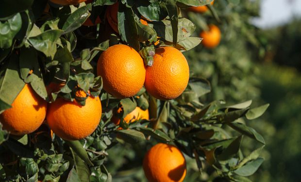 En el caso de la naranja el precio se multiplicó por 10,15 veces desde que salió del campo.