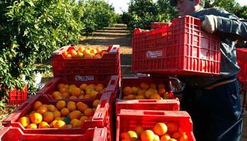 Desde que sale del campo, el precio de la naranja se multipica por 8,1 veces hasta llegar a la góndola