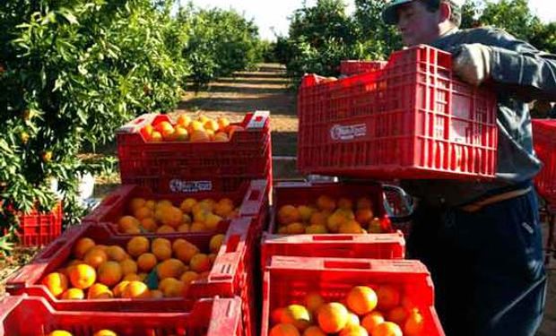 Desde que sale del campo, el precio de la naranja se multipica por 8,1 veces hasta llegar a la góndola