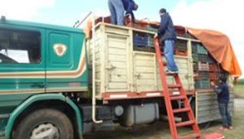 Senasa decomisó 4,3 toneladas de frutas en “El Naranjo”, Salta