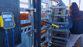 Ganadería de precisión: cómo la trazabilidad electrónica individual potencia la eficiencia del rodeo