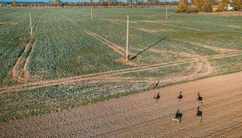 "Nunca se vio": un referente de la venta de campos cuenta cómo vive la demanda que hasta hay productores que quieren comprar y destaca un aumento del 40% desde 2023