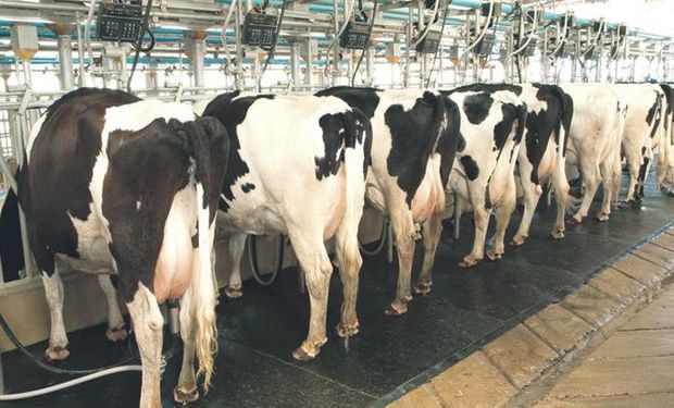 Una vaquillona produce alrededor de 6.000 litros de leche y cotiza en el mercado entre 28.0000 y 30.000 pesos.