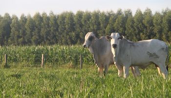 Como é produzida a carne bovina brasileira?