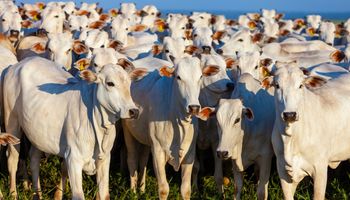 Brasil eleva produção de todos os principais tipos de proteína animal no 1° trimestre 