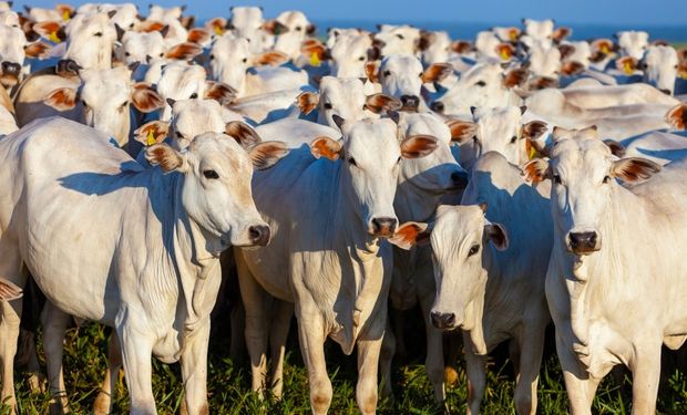 Brasil eleva produção de todos os principais tipos de proteína animal no 1° trimestre