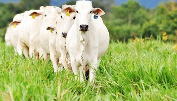 Desafio aceito: pecuaristas conhecem prazo oficial para realizar rastreabilidade de animais