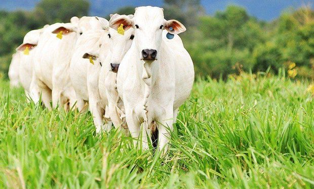 Desafio aceito: pecuaristas conhecem prazo oficial para realizar rastreabilidade de animais
