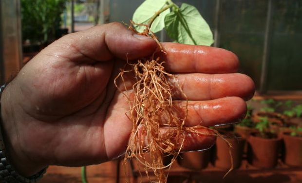 Os nematoides mais prejudiciais à soja são o formador de galhas, de cisto, de lesões radiculares e o reniforme. (foto - Dulce Mazer/Embrapa)