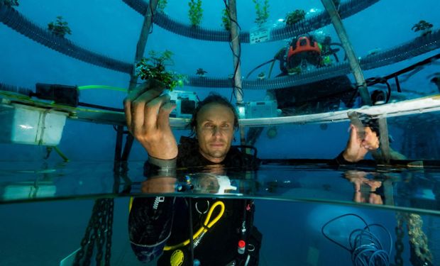 A inovação surgiu em 2012 com o italiano Sérgio Gamberini e, no ano passado, firmou parceria com a Siemens para ganhar escala. (foto - Nemo´s Garden)