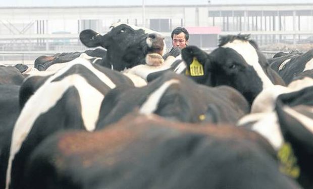 Ordeñará 16.000 vacas por día y apuesta a crecer.