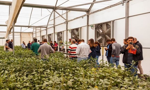 De dónde sale la genética de punta: productores y asesores visitaron el centro de mejoramiento de Neogen Semillas