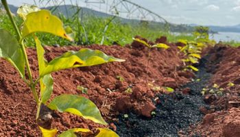 NetZero inaugura planta de biochar de R$ 25 milhões em Minas Gerais
