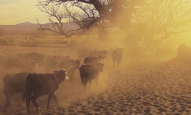 Declaran la emergencia agropecuaria en Neuquén por el impacto de la sequía en las producciones