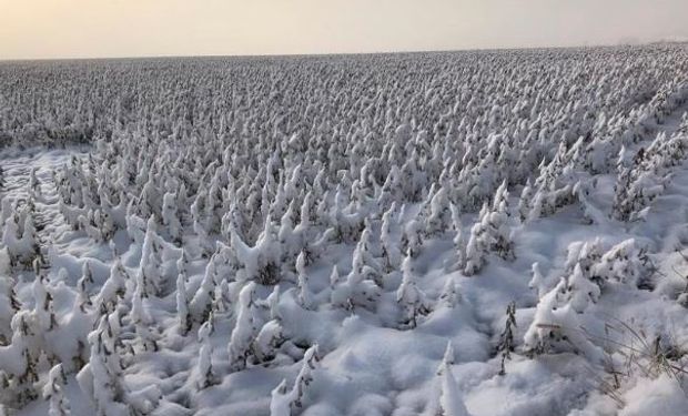 Lote de soja cubierto de nieve.