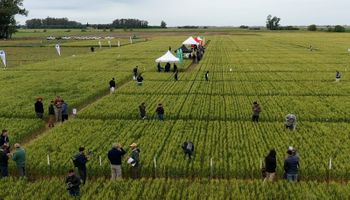 El encuentro a campo gratuito para ver tecnologías mediante ensayos: el cultivo invernal poco tradicional que está en auge y que tendrá un espacio destacado