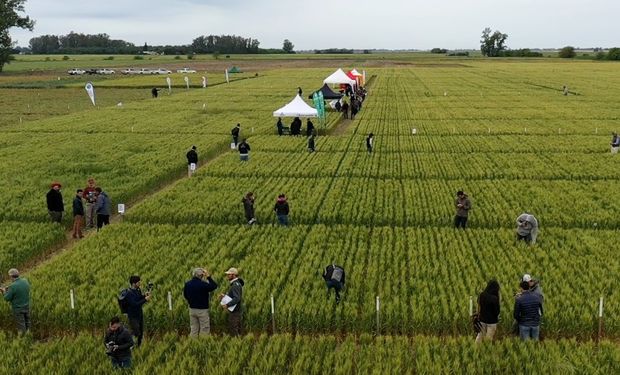 El encuentro a campo gratuito para ver tecnologías mediante ensayos: el cultivo invernal poco tradicional que está en auge y que tendrá un espacio destacado.